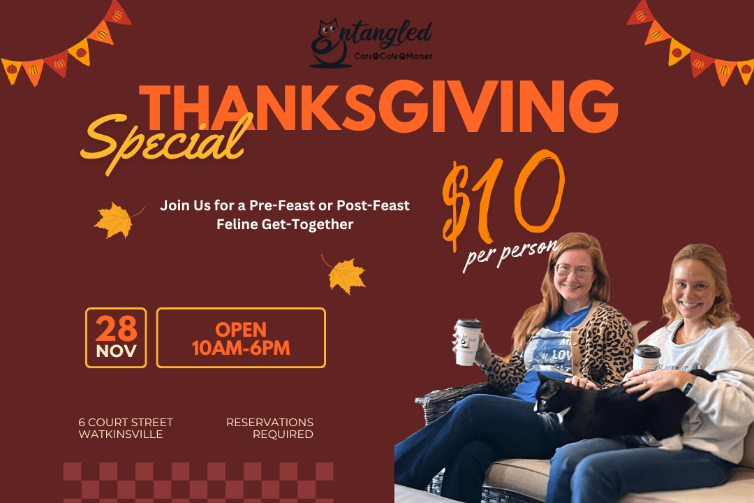 Be Our Guest This Thanksgiving
