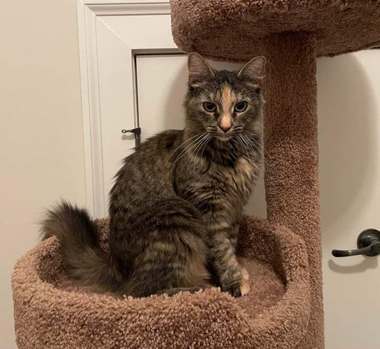Presenting Godiva!