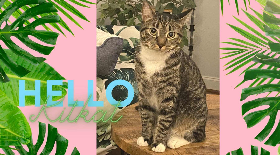Meet KitKat!