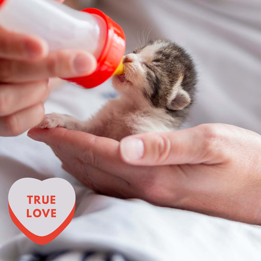 Fostering Cats. What's love got to do with it?