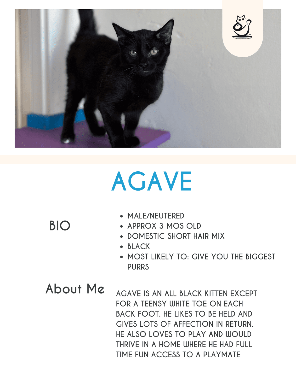 Agave