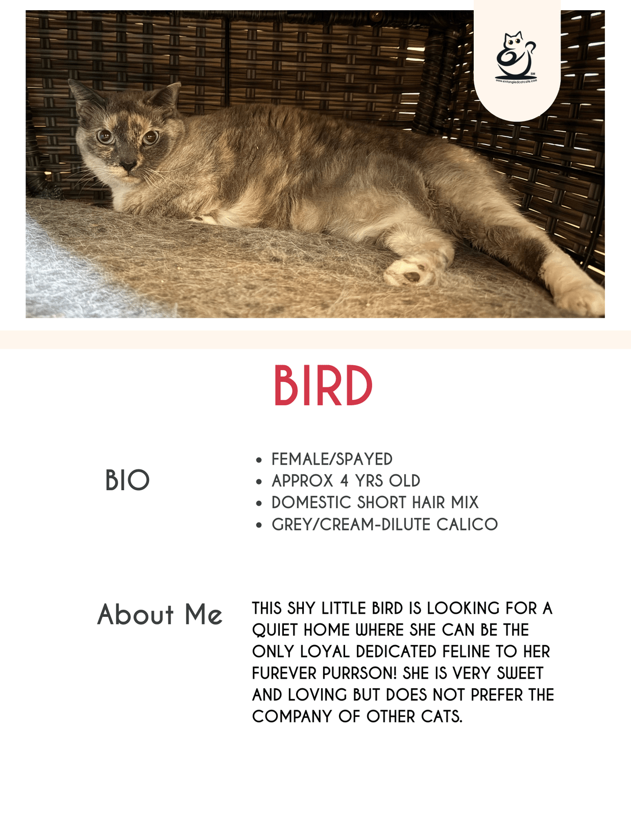 Bird
