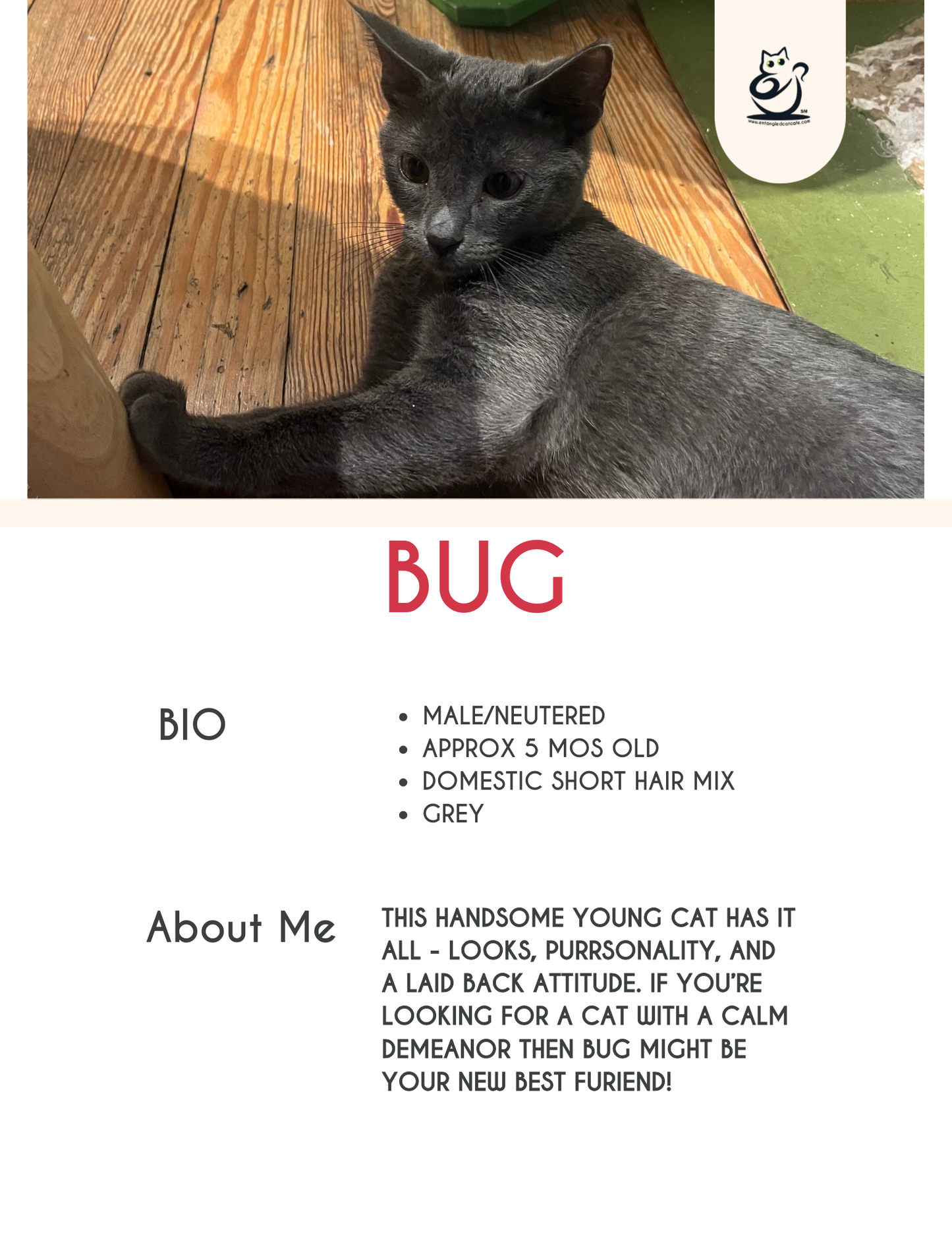 Bug