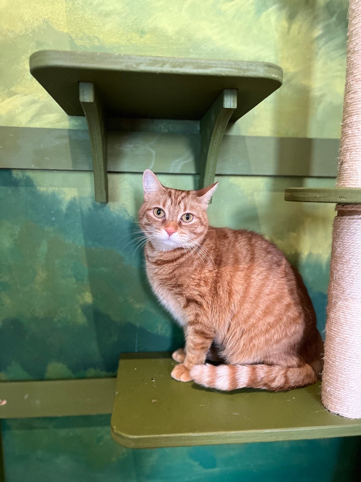 Cheddar