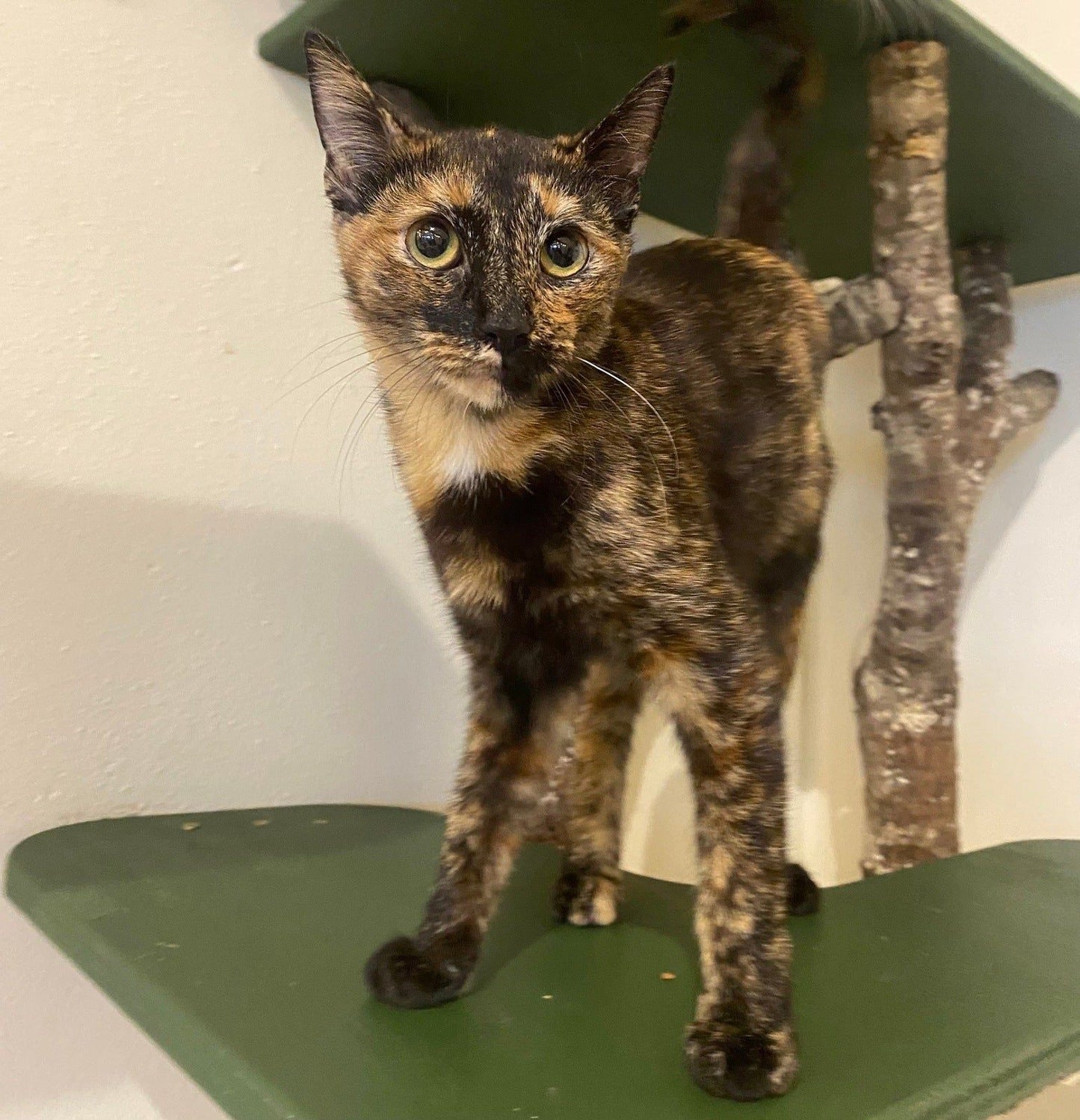 Fiona