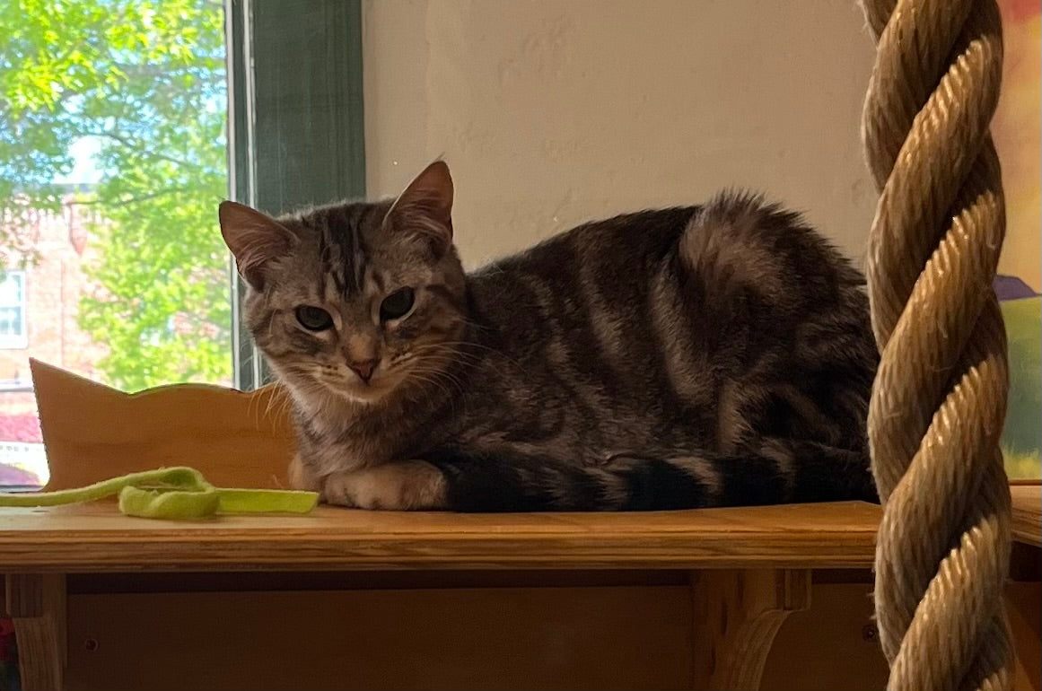 Fritz