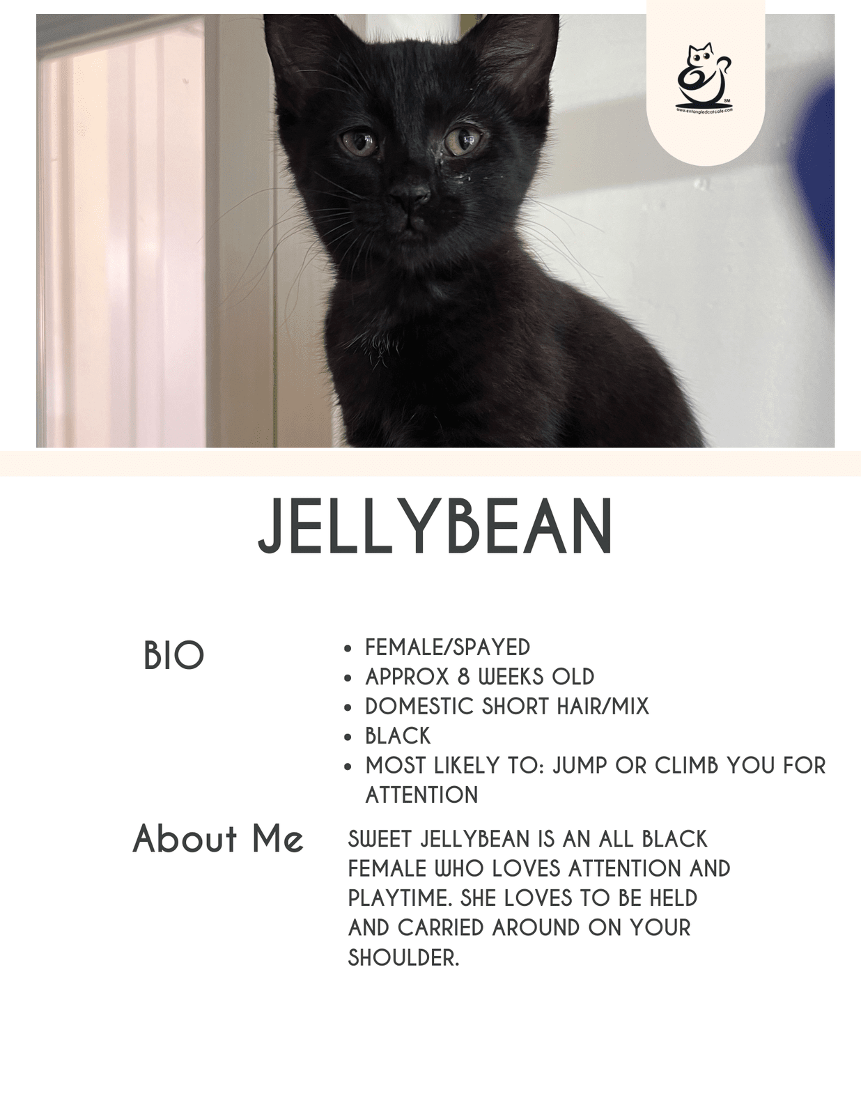 Jellybean 2