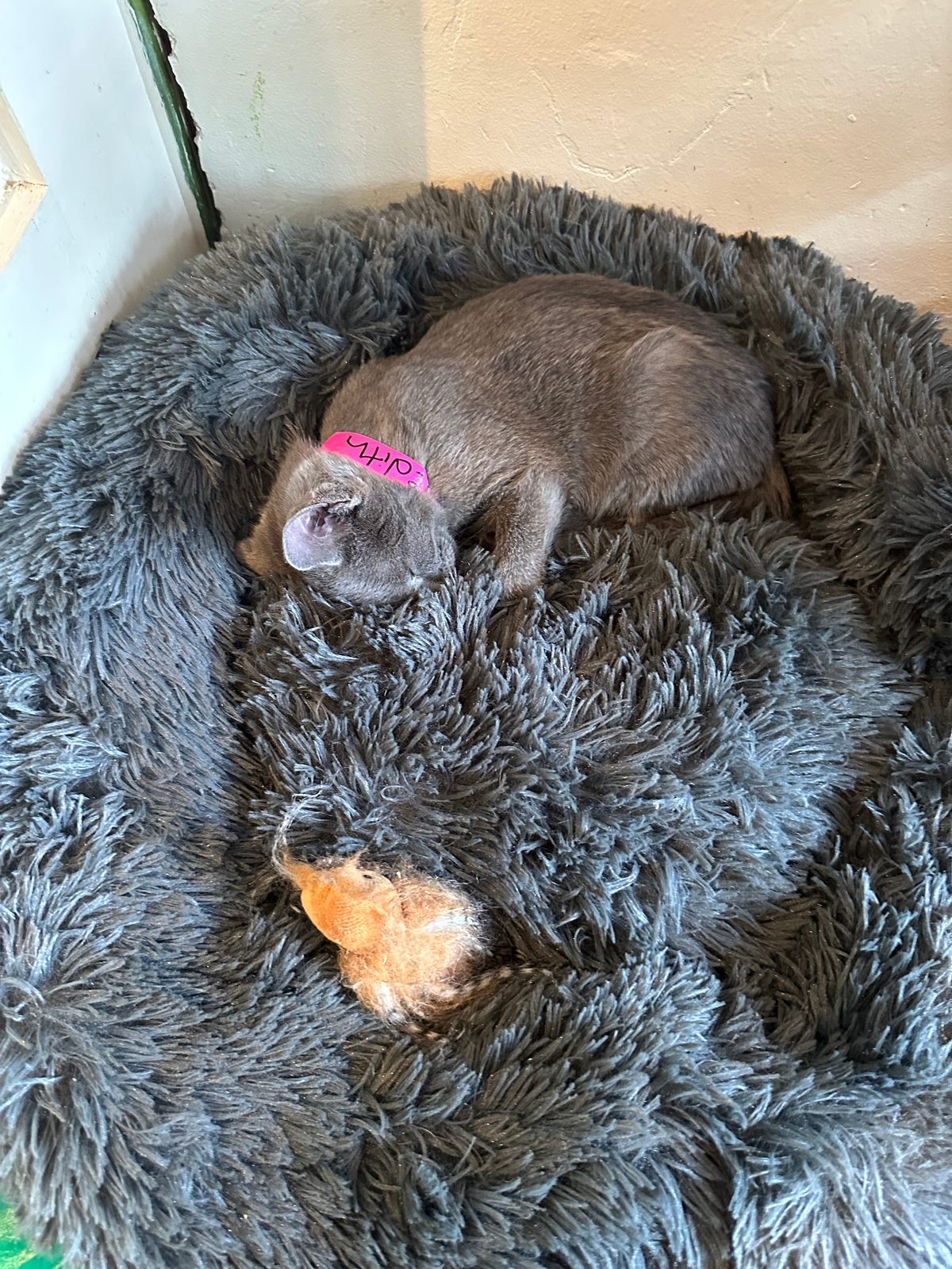 Meredith