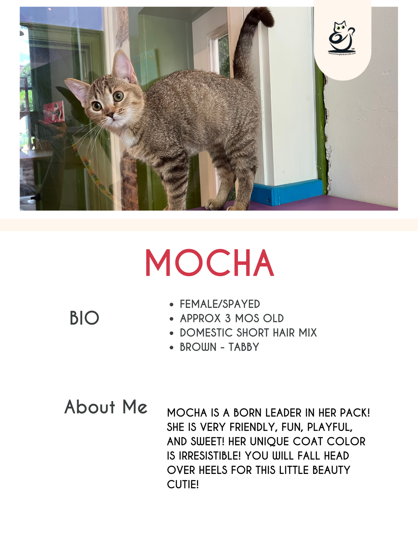 Mocha
