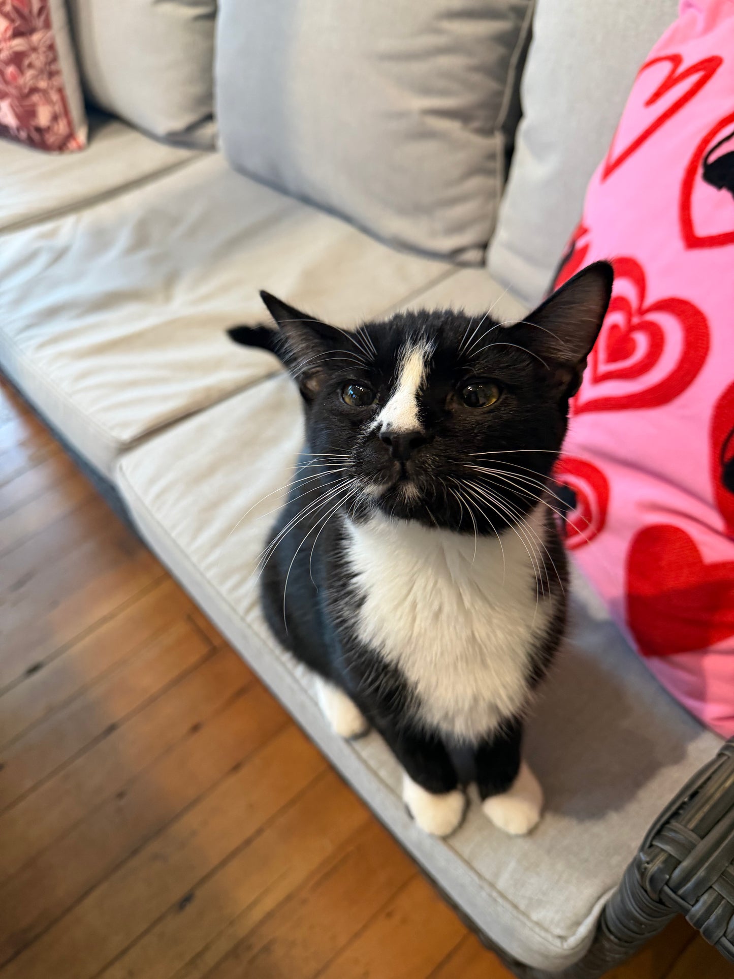 Mr. Mistoffelees