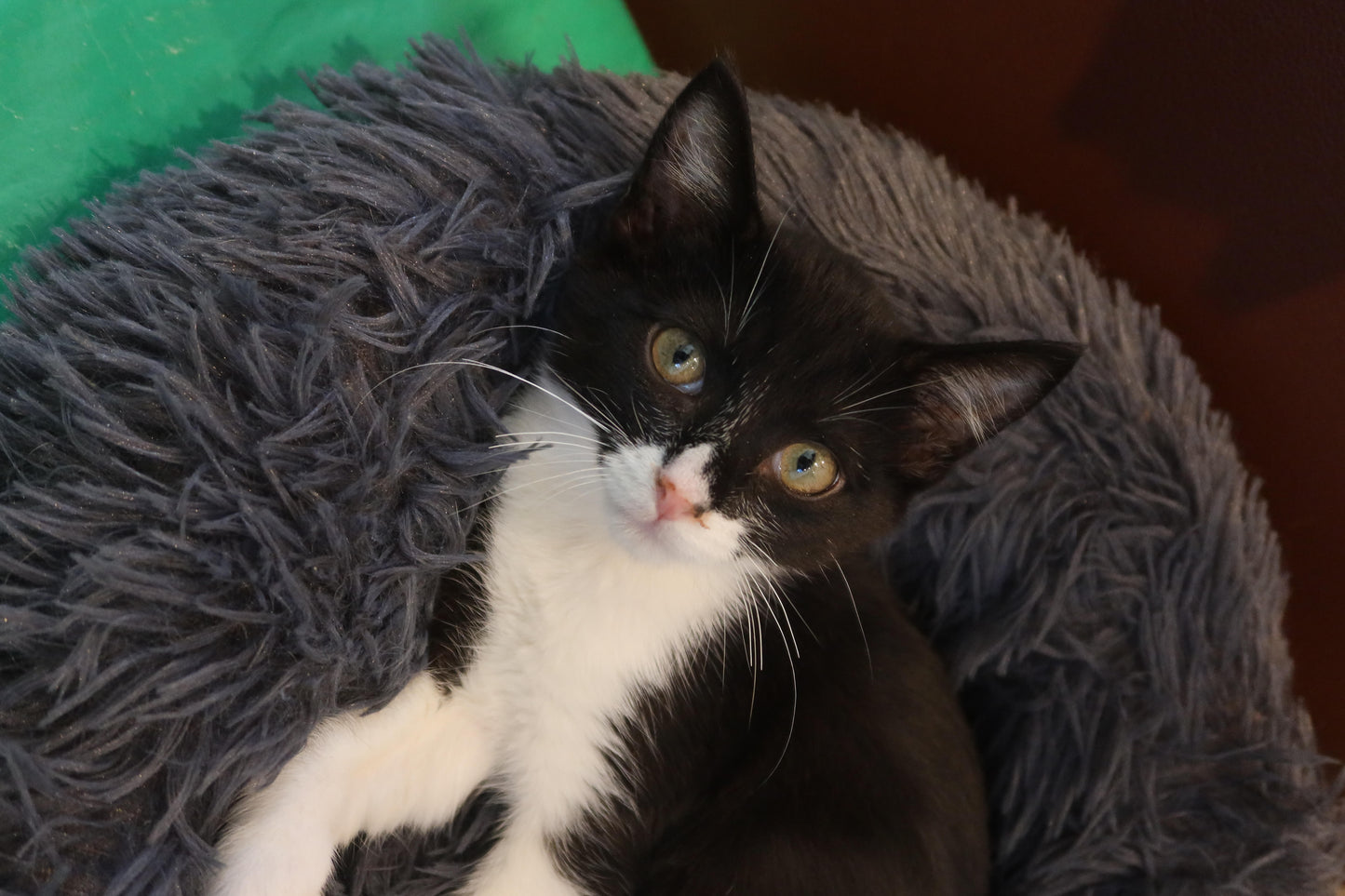 Pip II