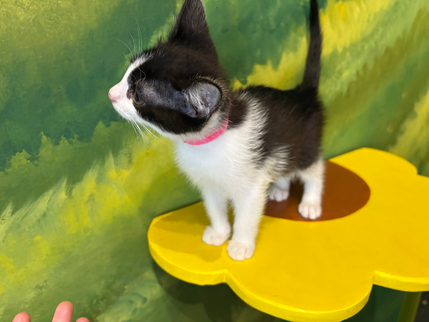 Purrloin