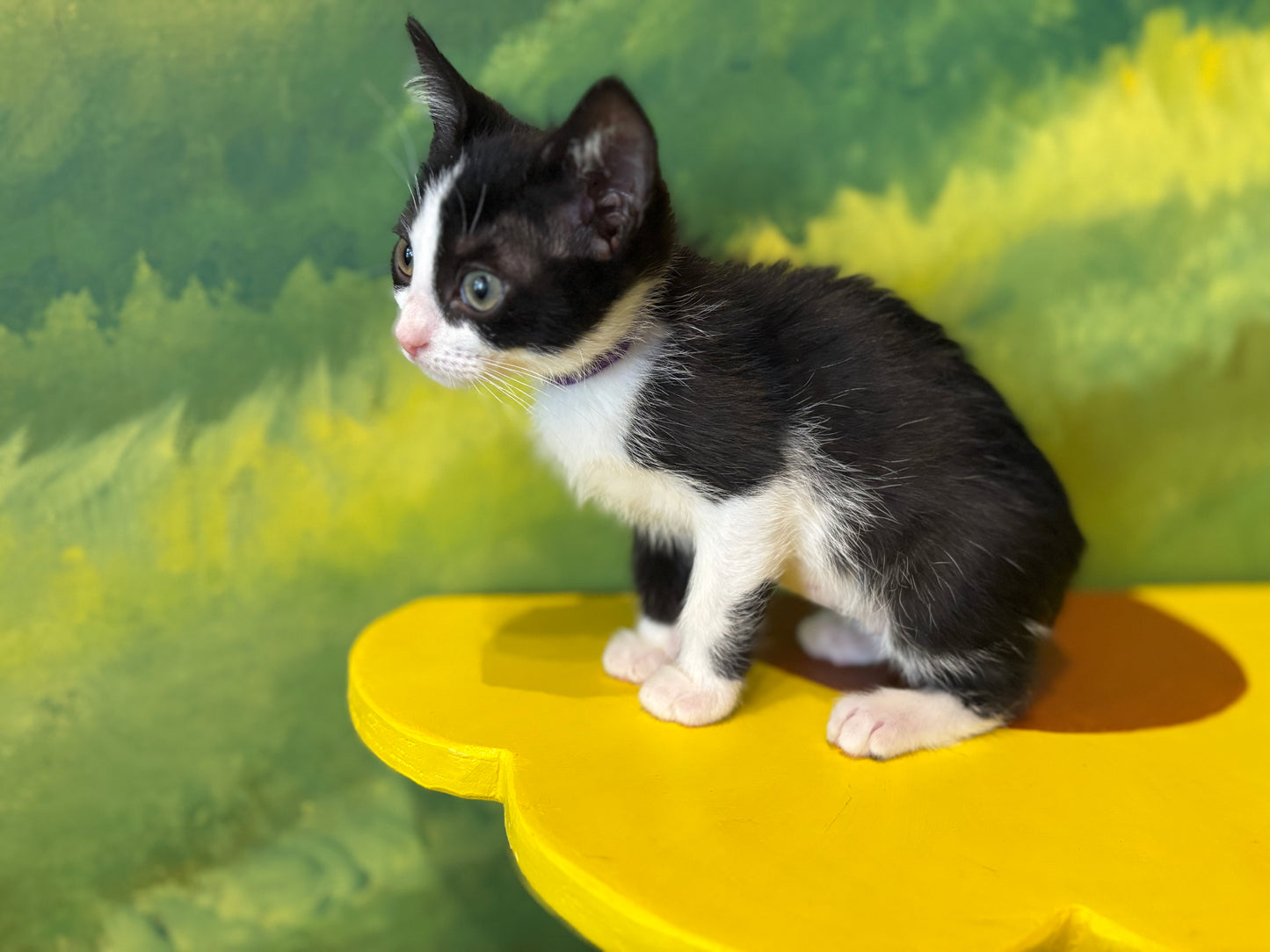 Skitty