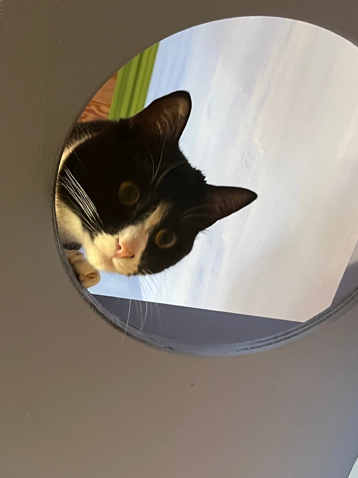 Tucker