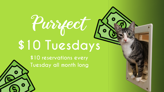 Purrfect $10 Tuesdays