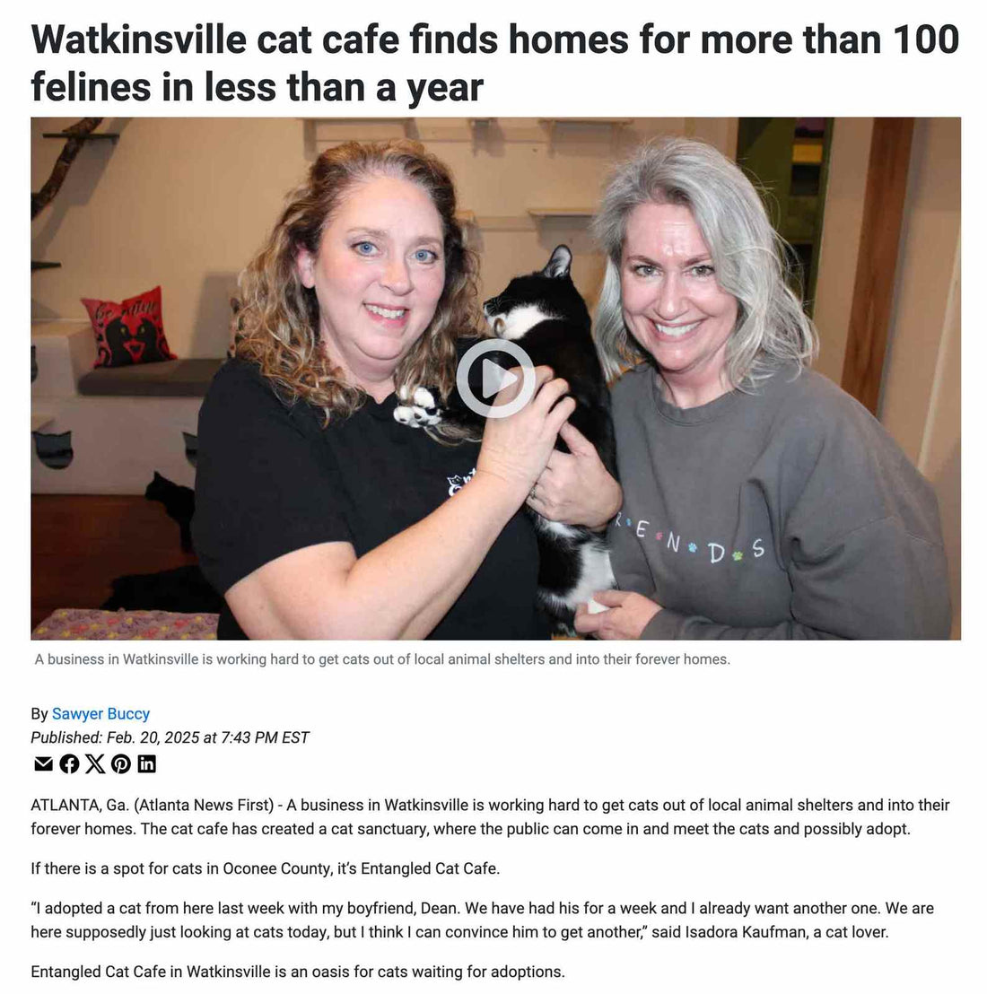 Watkinsville cat cafe finds homes for more than 100 felines in less than a year