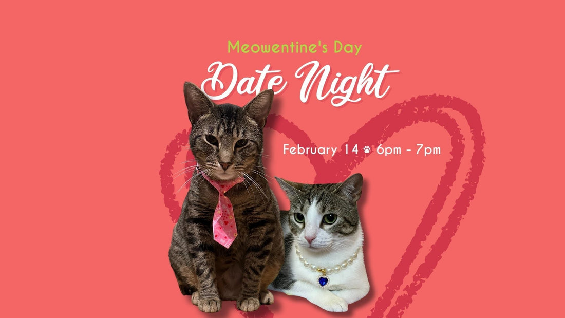 Meowentine’s Day Date Night