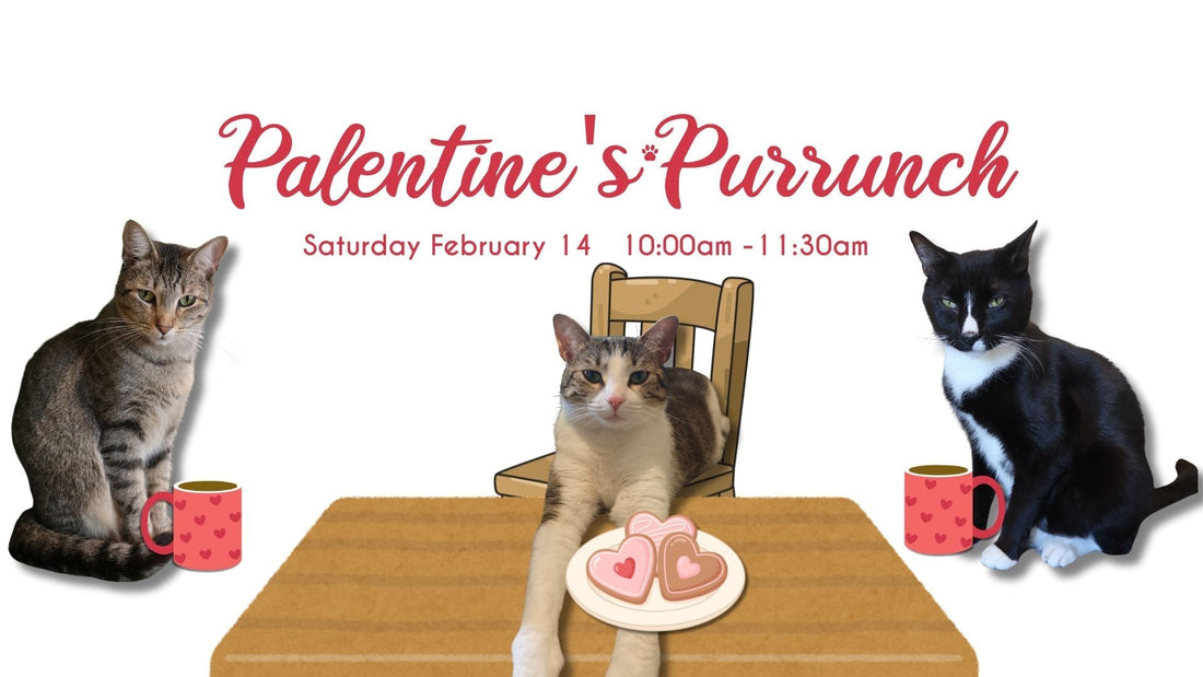 Palentine’s Purrunch