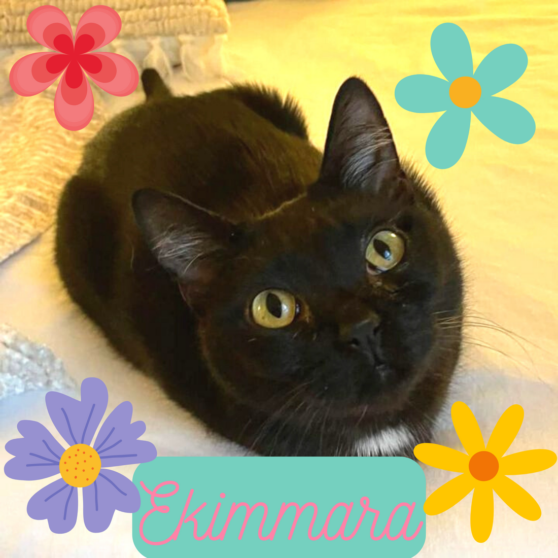 Ekimmara - Entangled Cat Cafe Rescue Cat of the Month (March)
