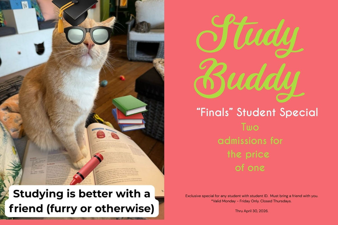 Study Buddy Student Special