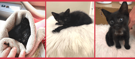 Meet Toothless, The Entangled Cat Cafe's Fearless Mascot