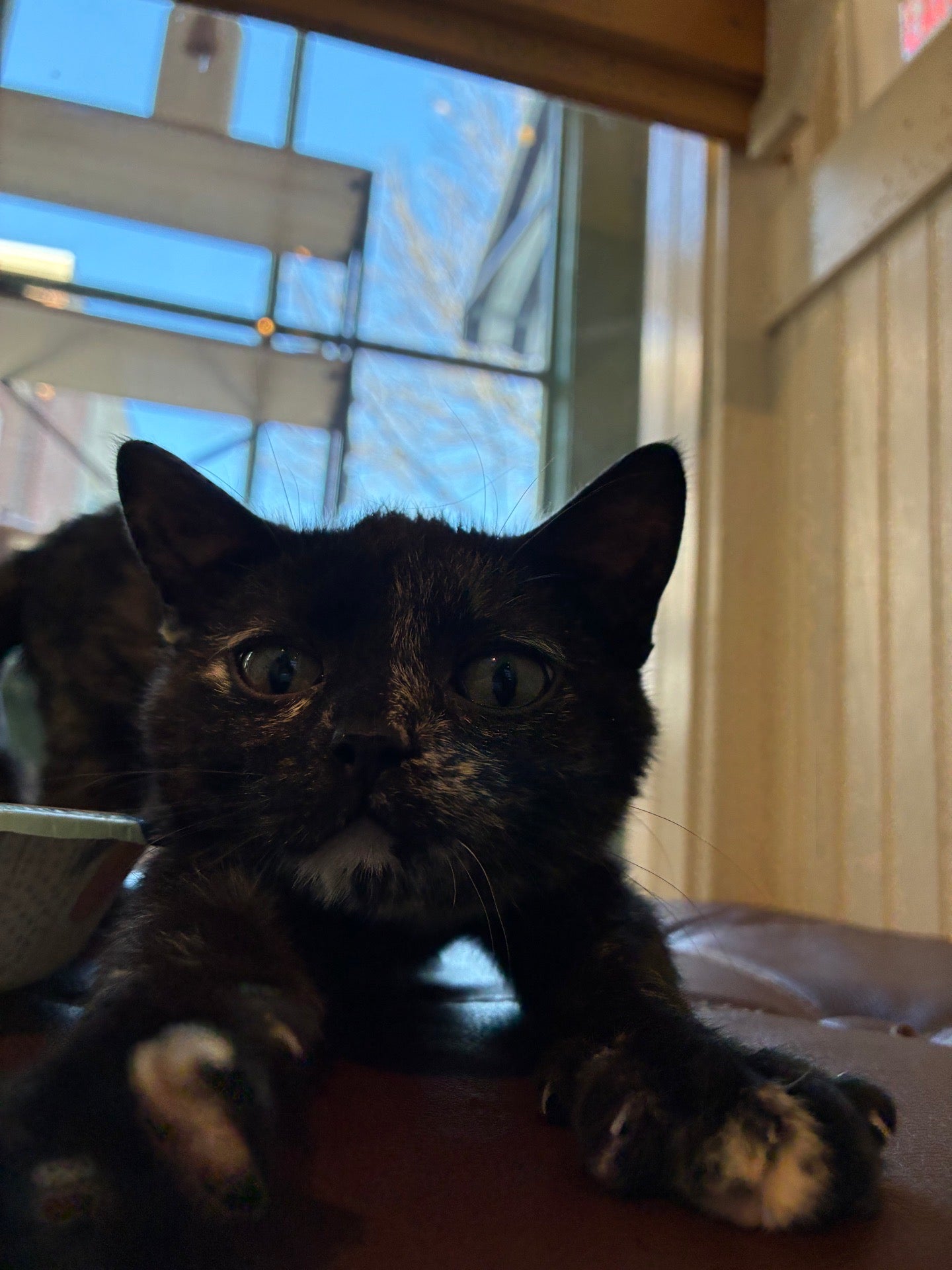 Nellie
