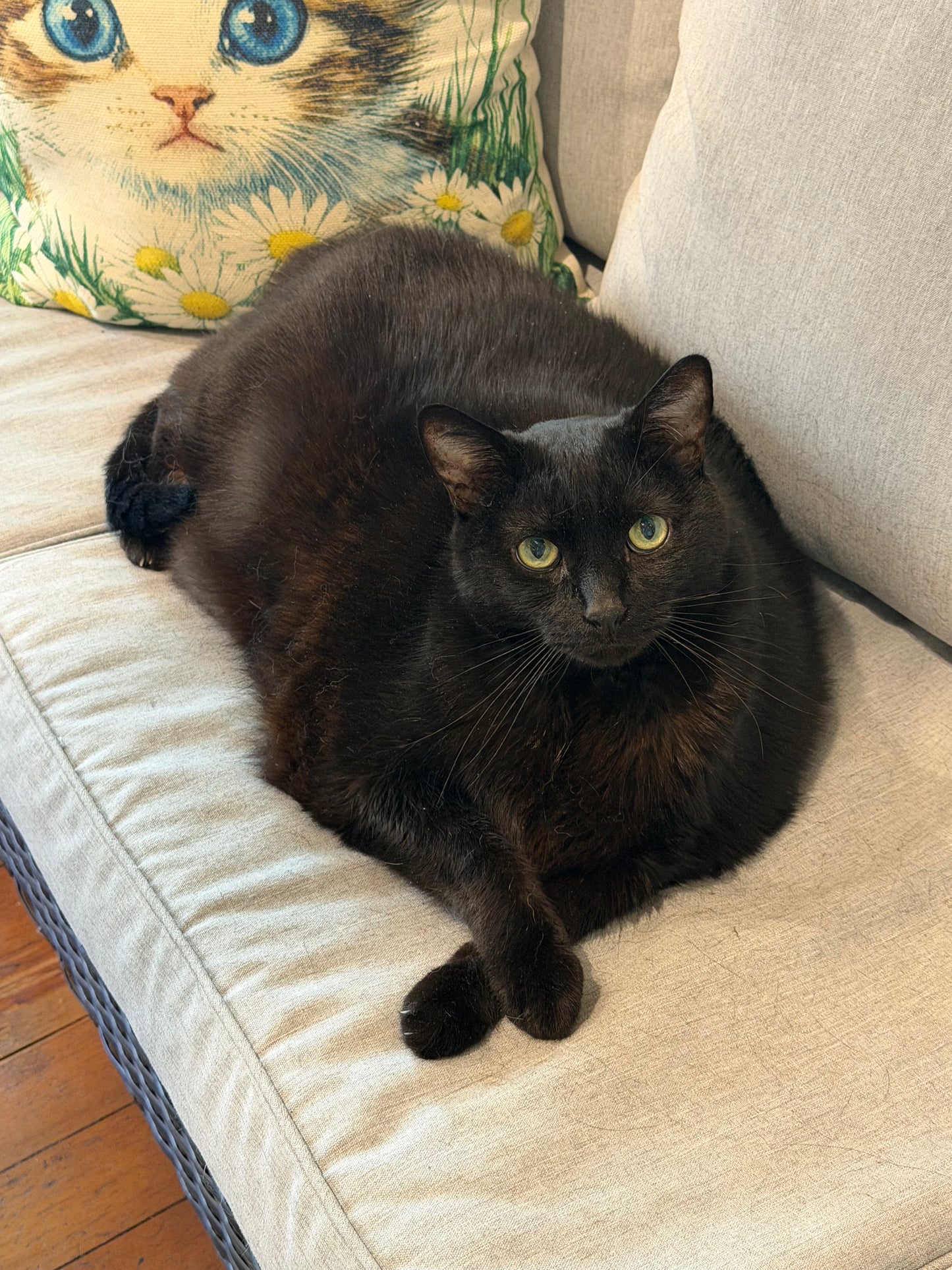 Boo