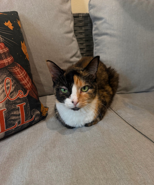 Patches II