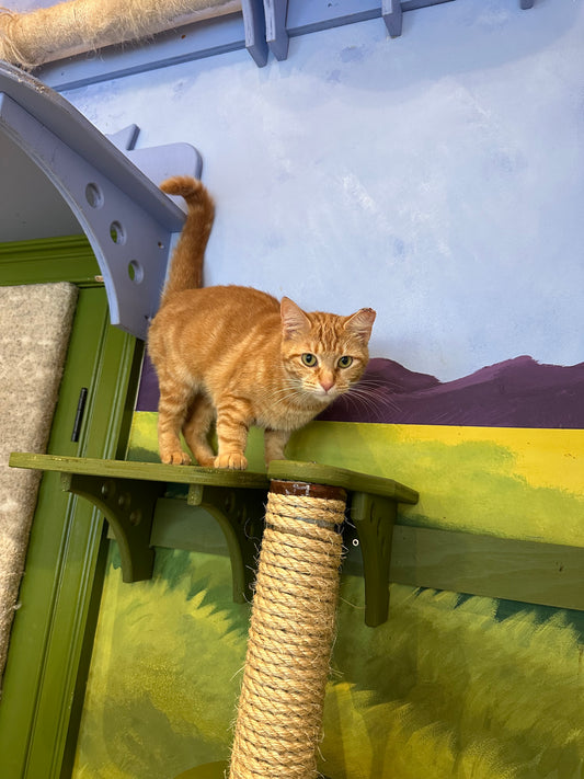 Nacho