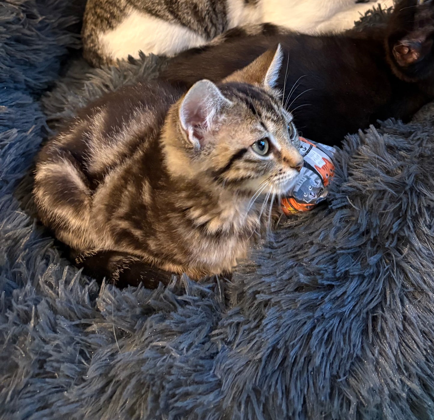 Tina