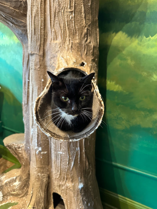 Sylvester