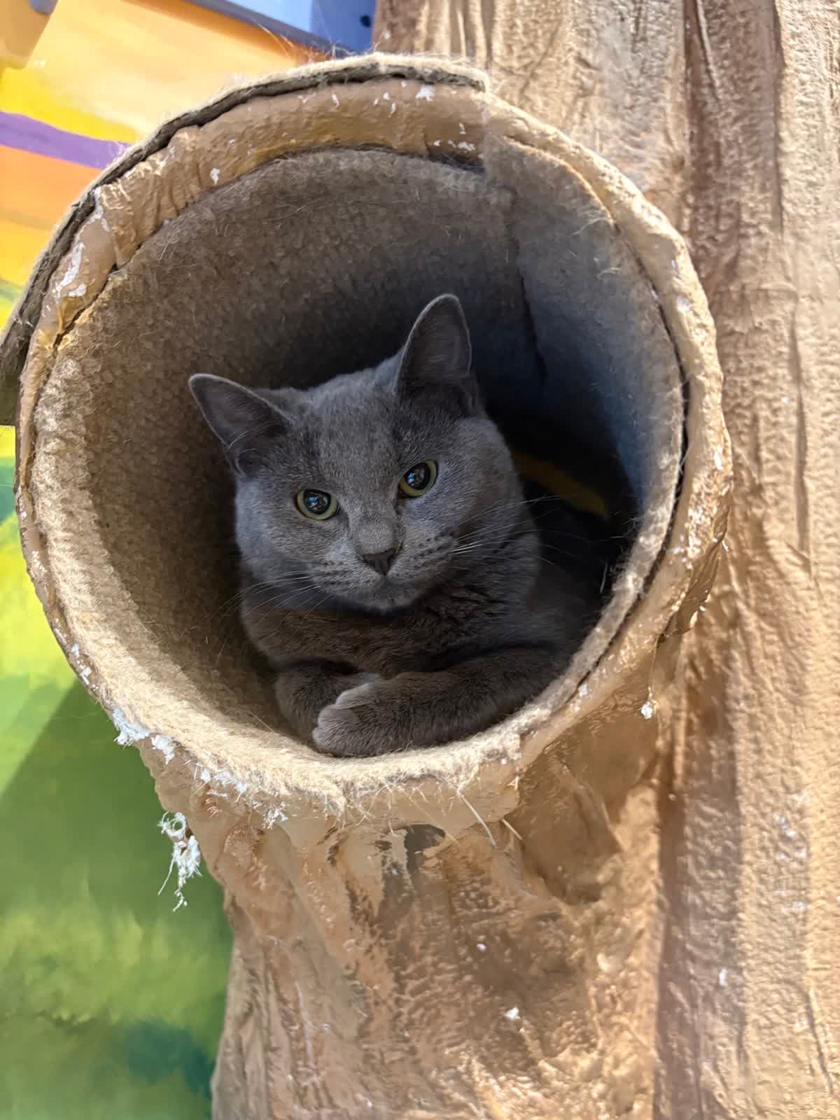 Jasmine