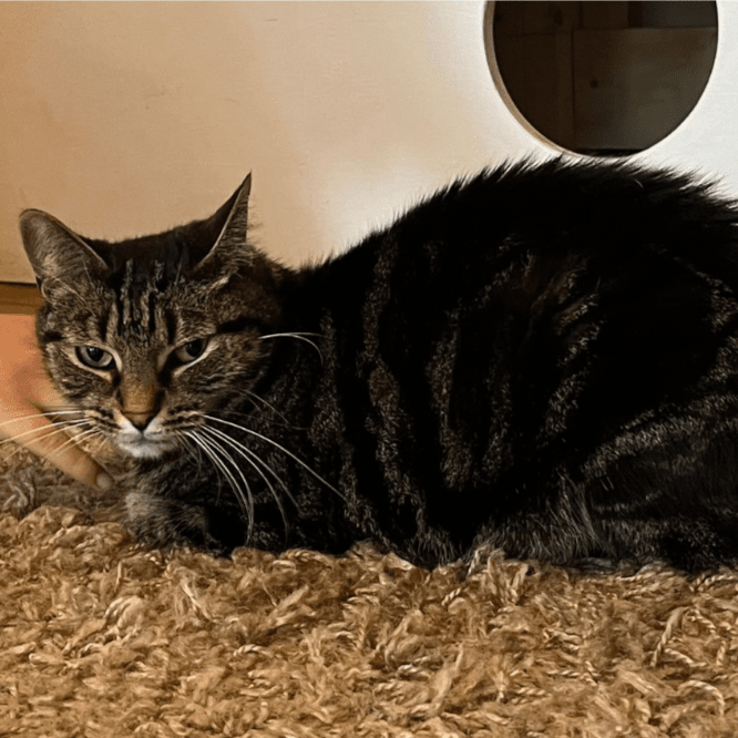 Ooglecat Rescue Cats for Adoption – Entangled Cat Cafe