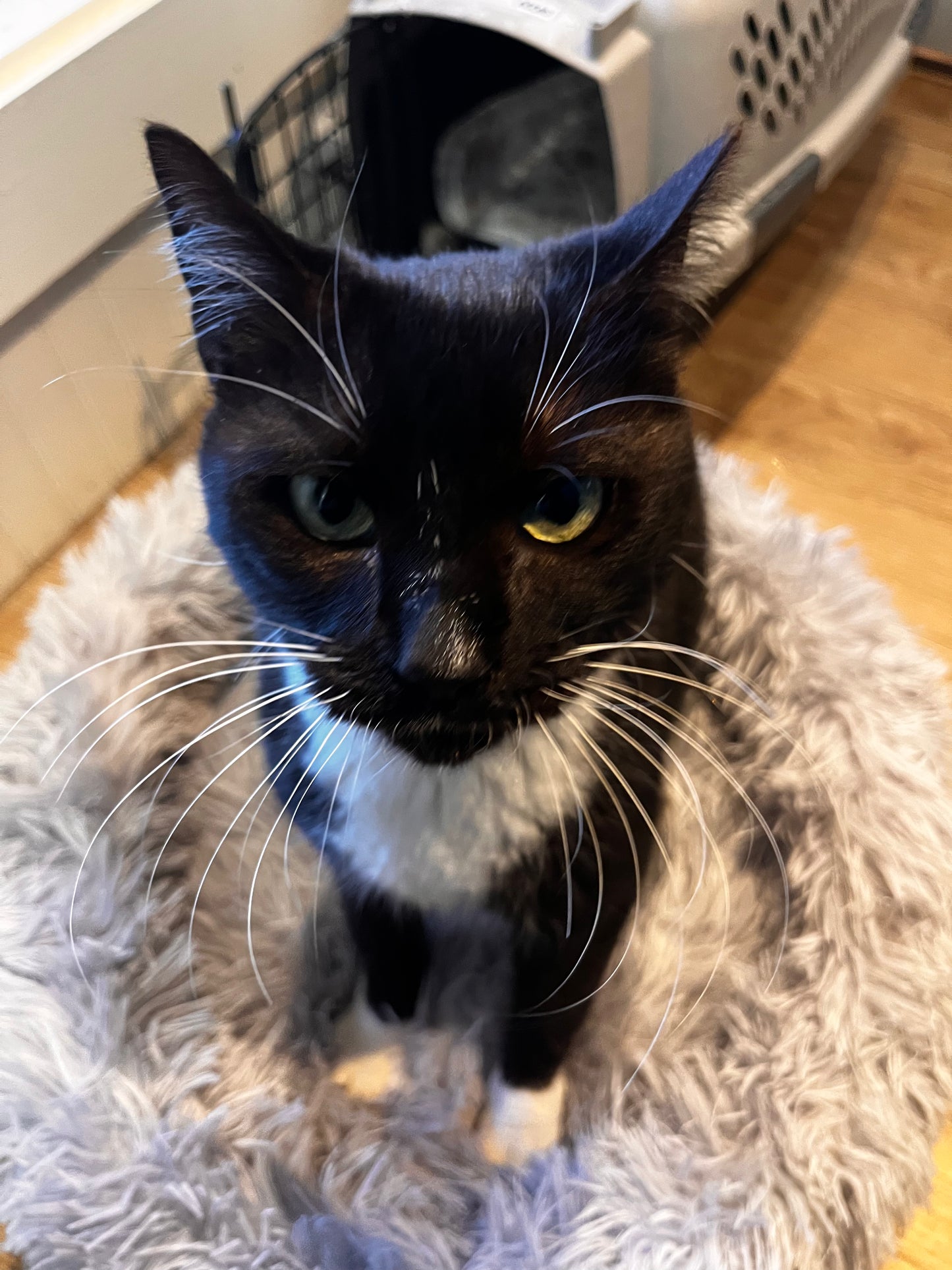 Luna
