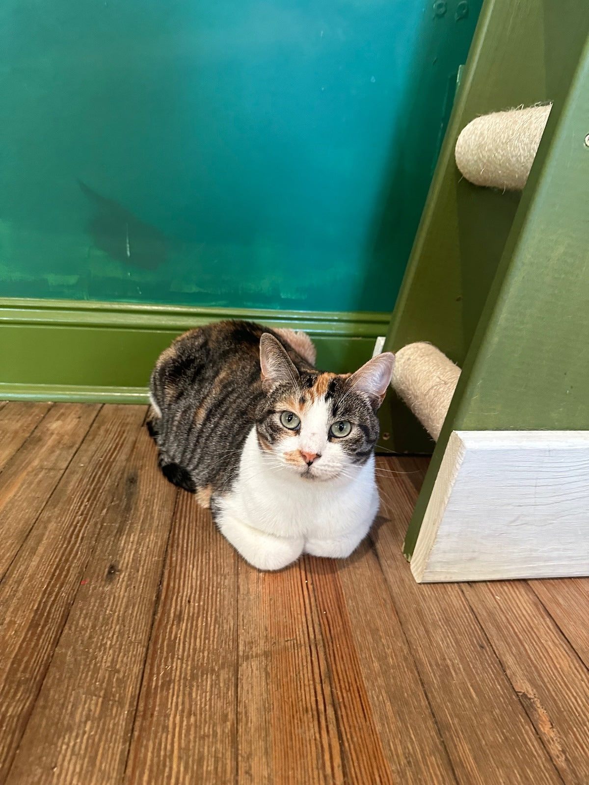 Mellie