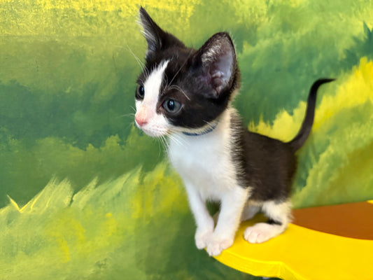 Mew