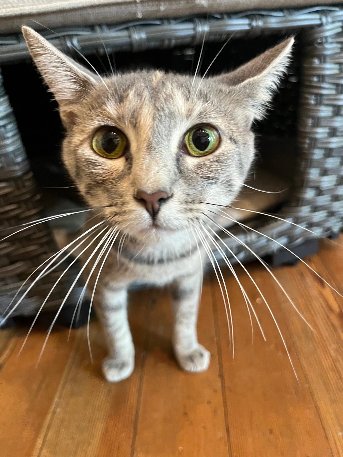 Minnow