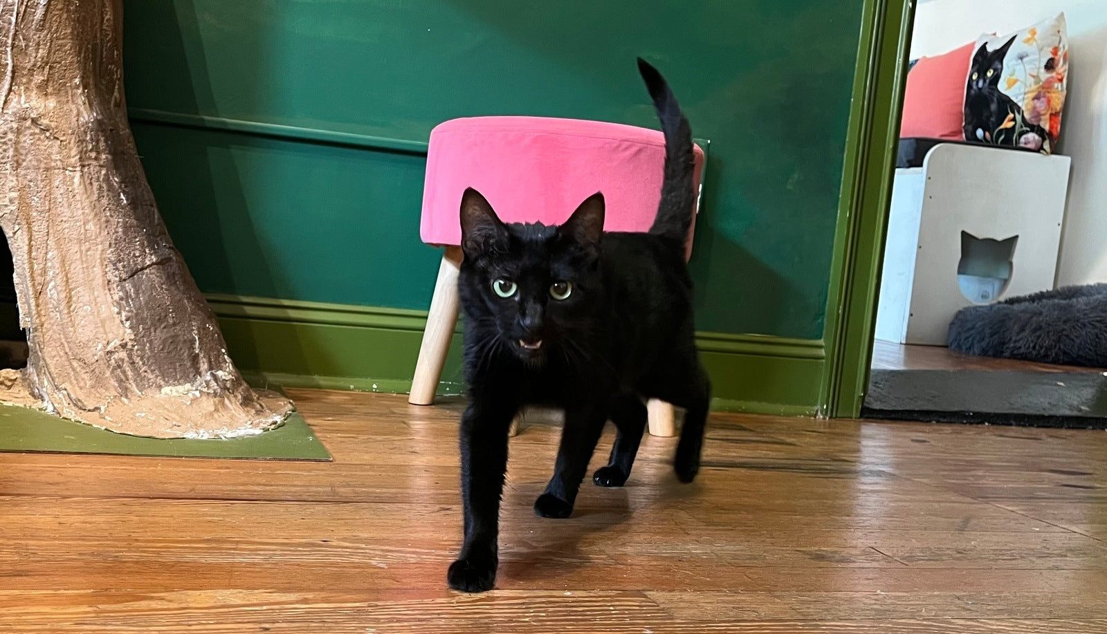 Mymble – Entangled Cat Cafe