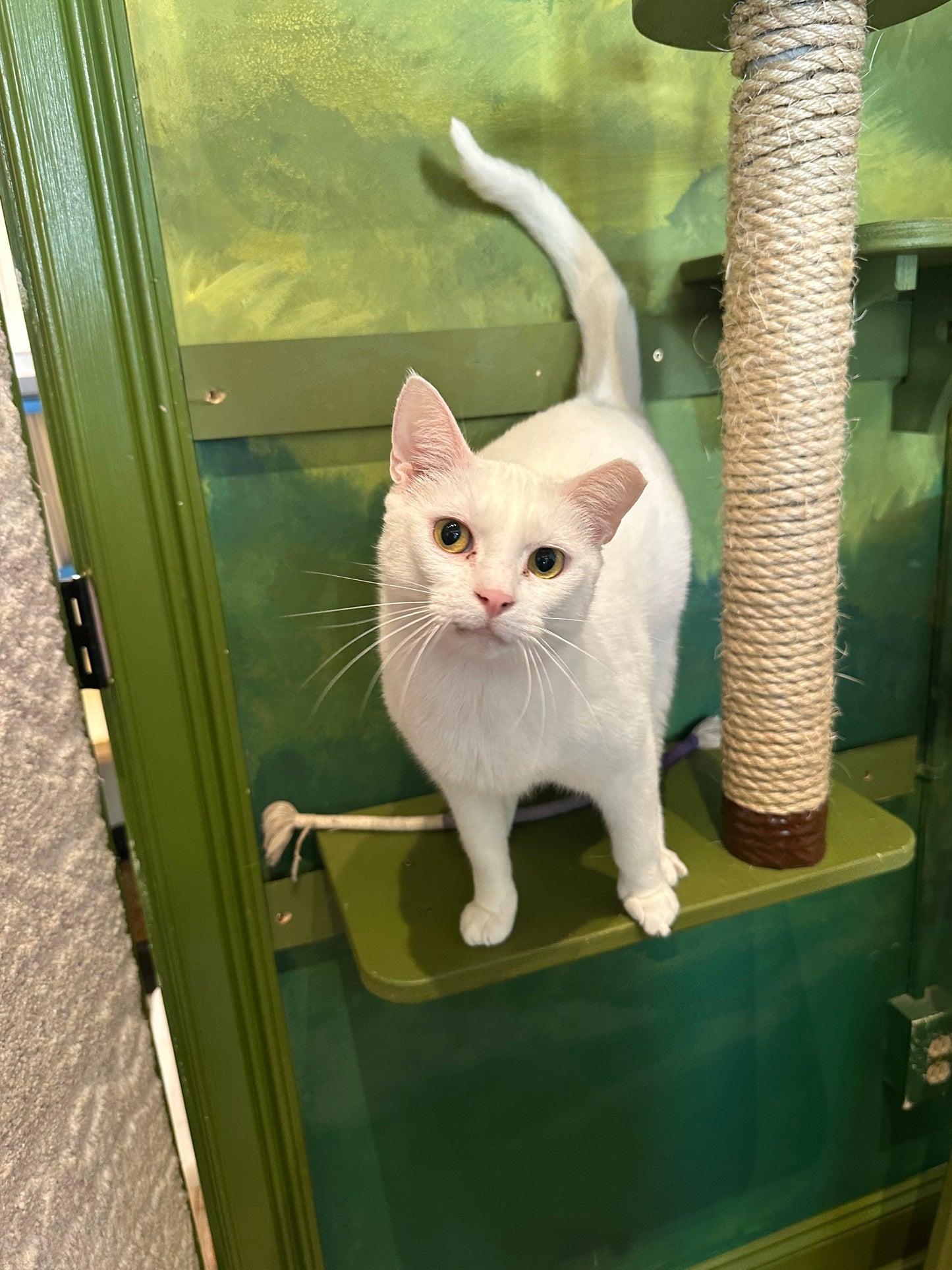 Snowball