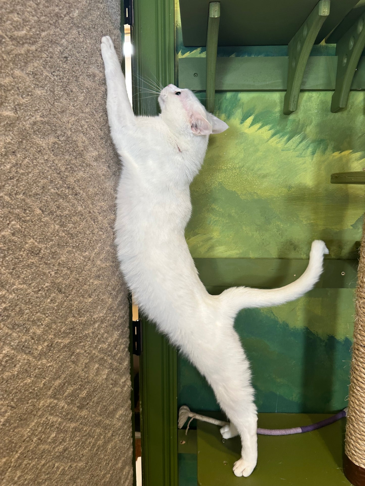 Snowball