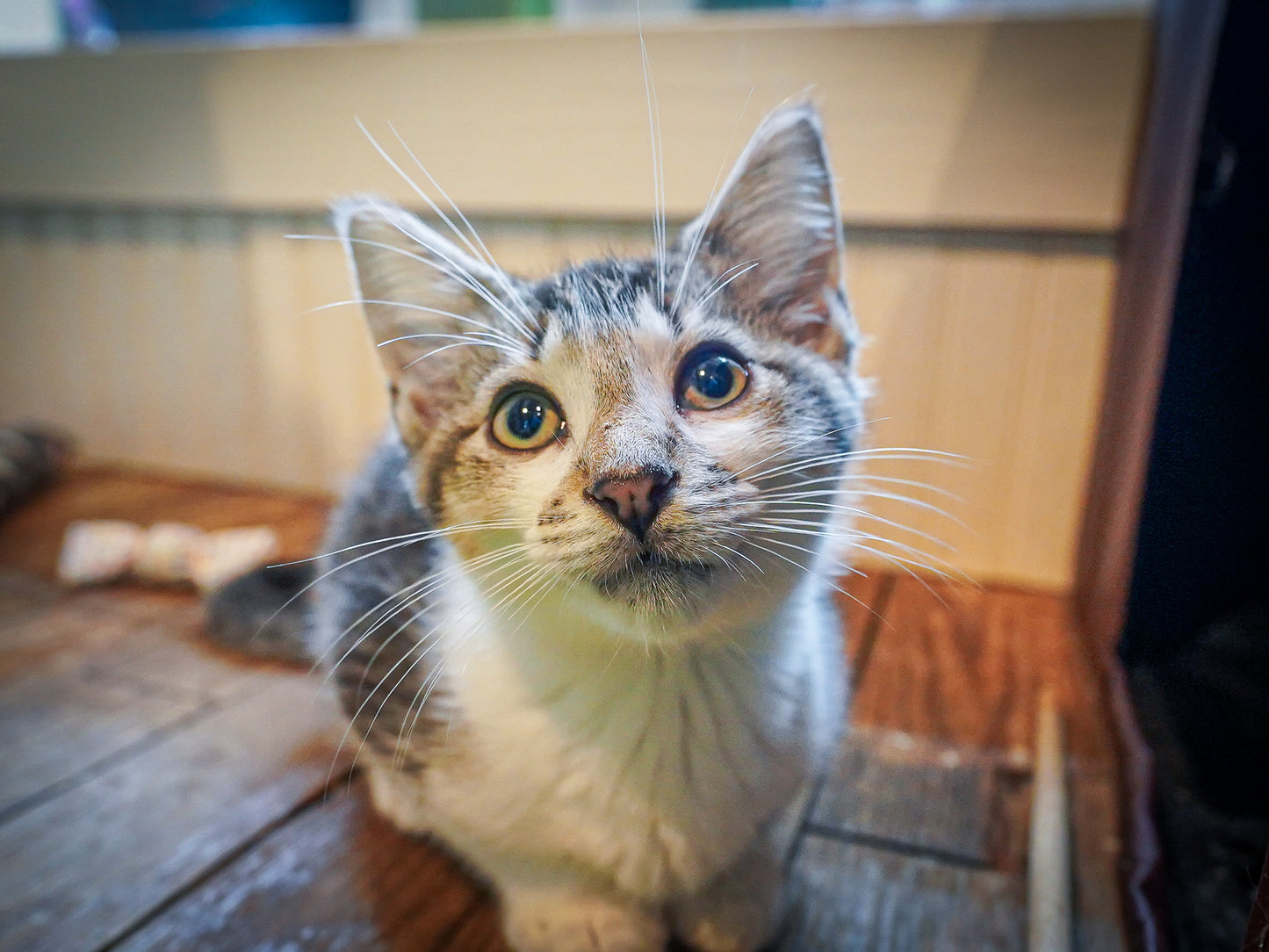 Violet