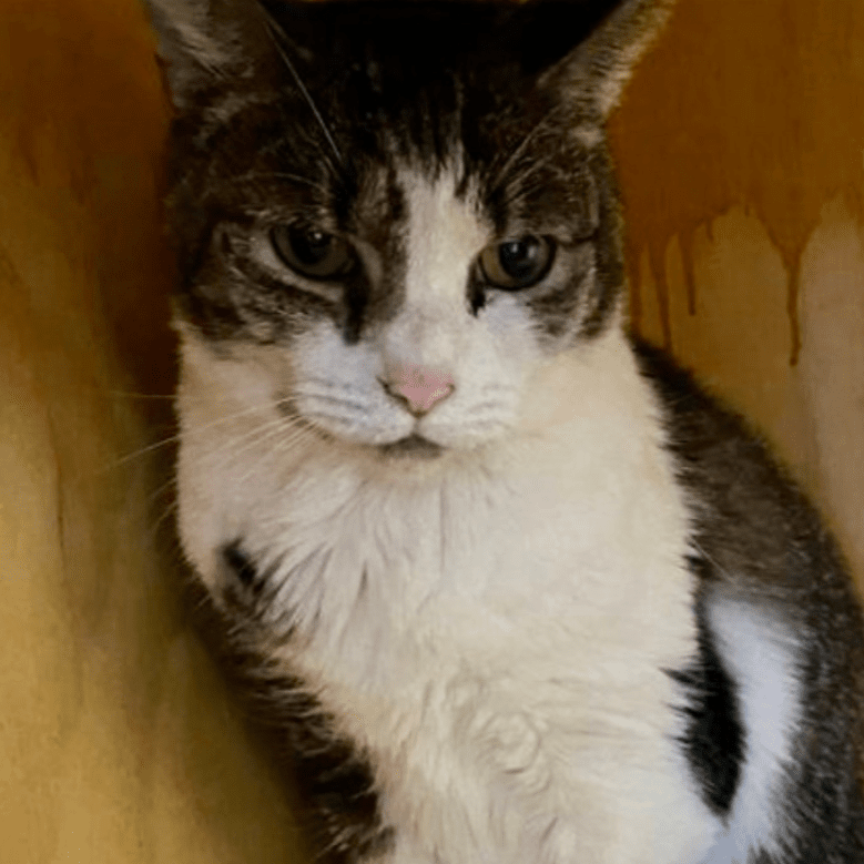 Ooglecat Rescue Cats for Adoption – Entangled Cat Cafe