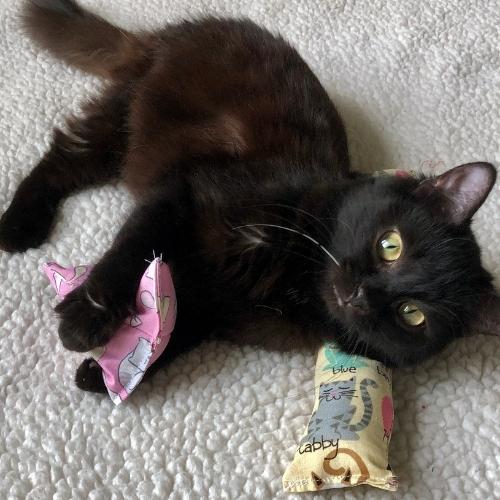 Feline Frenzy-Catnip Kickers and Plushy Catnip Triangles Entangled Cat Cafe